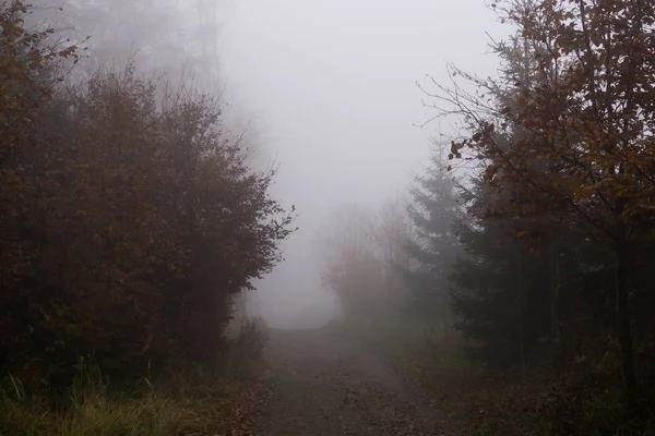 Giorno Colpo Tempo Foresta Appannata — Foto Stock