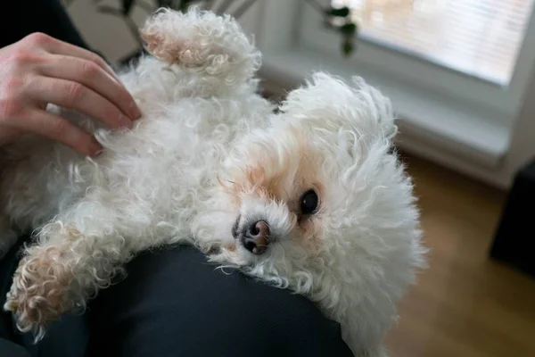 Ower Met Witte Kleine Hond Thuis — Stockfoto