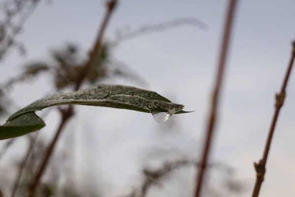 Hoja Vegetal Con Gotas Agua Cierre Tiro —  Fotos de Stock