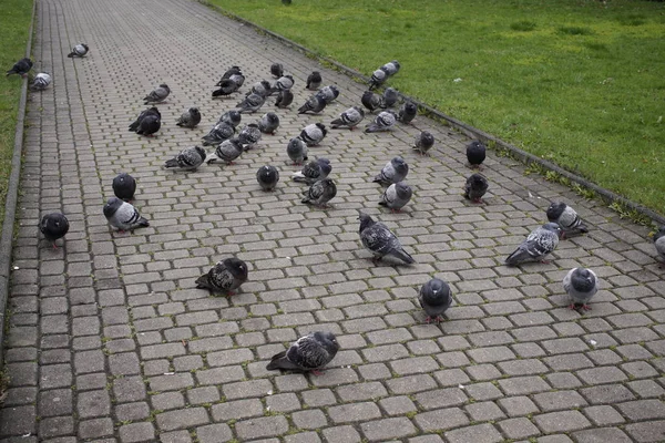 Gros Plan Pigeon Dans Parc — Photo