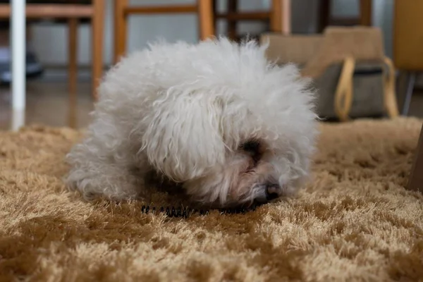 Retrato Pequeno Cão Branco Casa — Fotografia de Stock