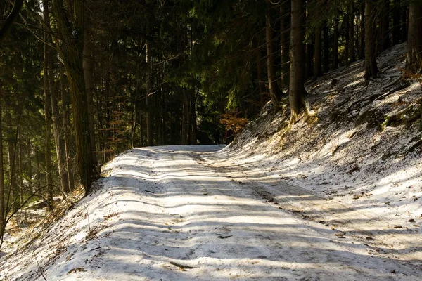 Árboles Invierno Bosque Eslovaquia —  Fotos de Stock