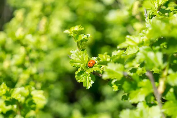 Zbliżenie Strzał Zielonych Liści Roślin Biedronki — Zdjęcie stockowe