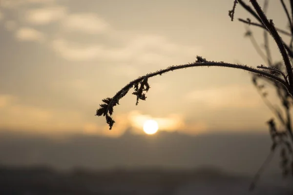 Impianto Inverno Sfondo Primo Piano — Foto Stock