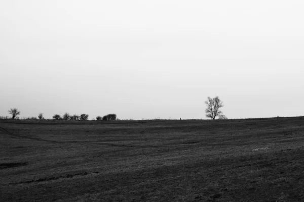 Misty Morning Meadow Trees Views Slovakia — Stock Photo, Image