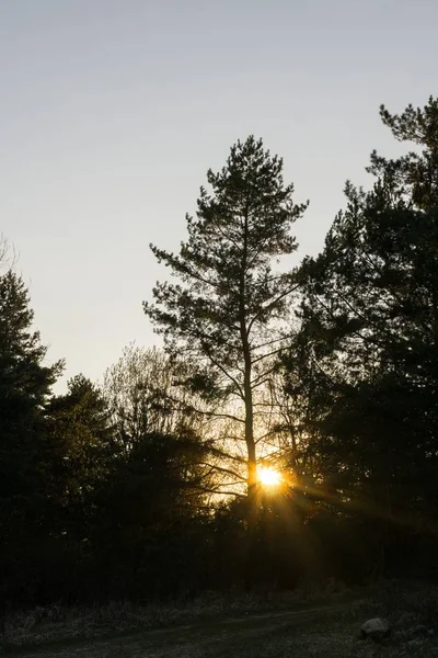 Árvores Outono Floresta Eslováquia — Fotografia de Stock