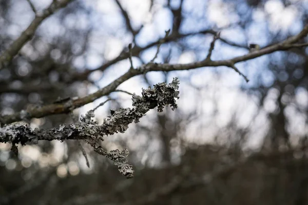 Giorno Colpo Foresta Slovacchia — Foto Stock