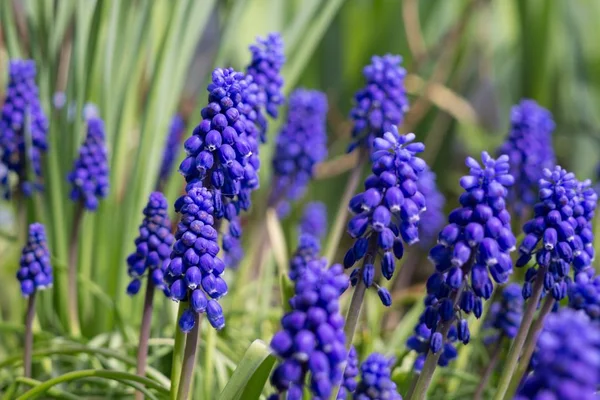 Blue Lavender Flowers Garden — Stock Photo, Image