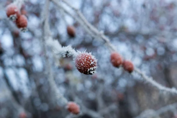 Planta Bajo Hielo Tiro Cerca —  Fotos de Stock