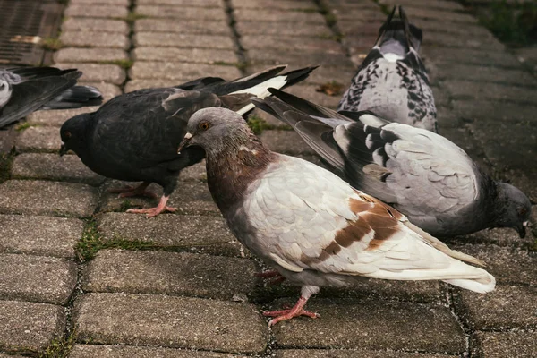 Tauben Vögel Der Stadt Slowakei — Stockfoto