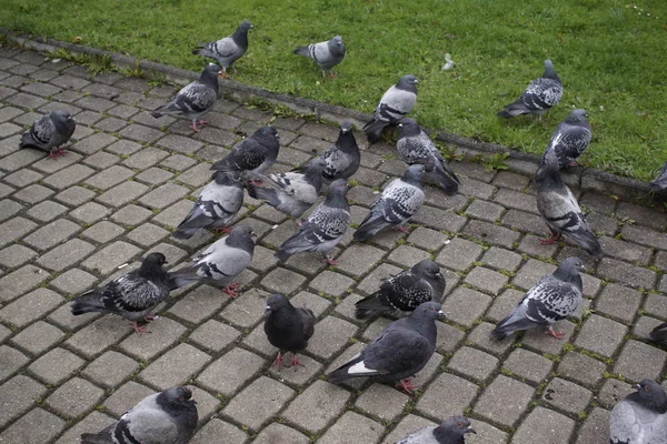 Pigeon Dans Parc Gros Plan — Photo