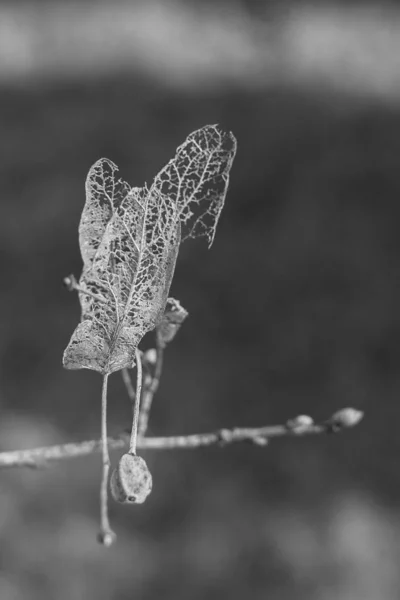 Суха Рослина Гілочка Листям Чорно Біла — стокове фото