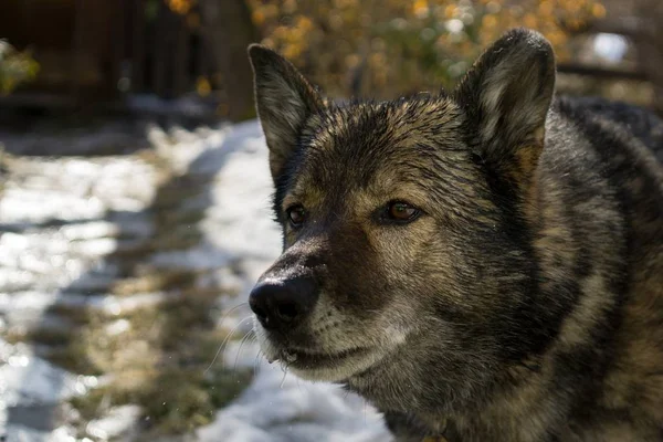 冬に古い灰色の犬のショットを閉じます — ストック写真