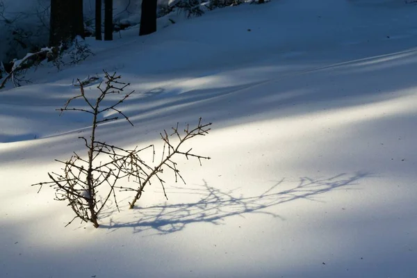 Sfondo Neve Fresca Momento Della Neve — Foto Stock