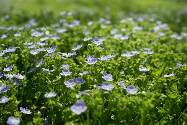 Schöne Blumen Nahaufnahme — Stockfoto