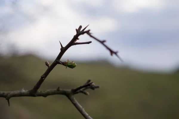 Dry Tree Background Close — Stock Photo, Image