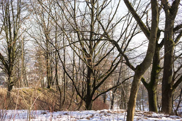 Invierno Bosque Día Disparo —  Fotos de Stock