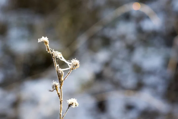 Bevroren Plant Met Sneeuw Tijdens Winter Slowakije — Stockfoto