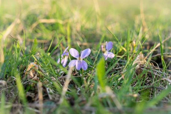 Beautiful Flowers Close Shot — Stock Photo, Image