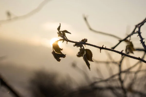 Planta Congelada Con Nieve Durante Invierno Países Bajos — Foto de Stock