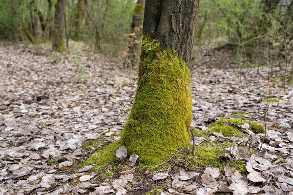 Árvores Outono Floresta Eslováquia — Fotografia de Stock