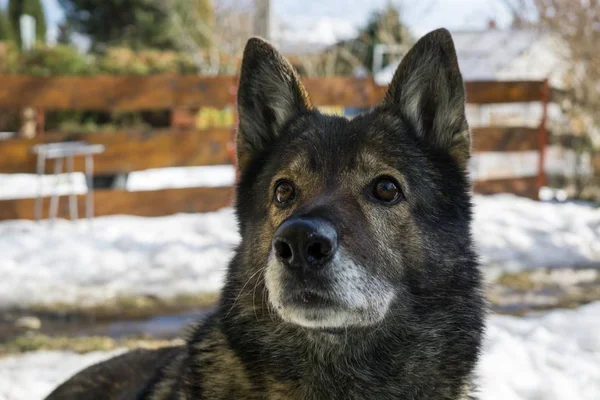 Close Shot Van Oude Hond — Stockfoto