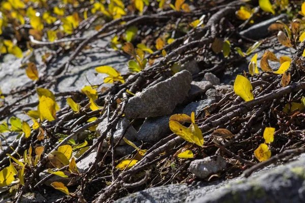 Folhas Outono Chão Fundo Natureza — Fotografia de Stock