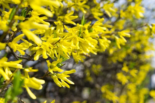 Wiosenne Drzewo Kwitnącymi Kwiatami — Zdjęcie stockowe
