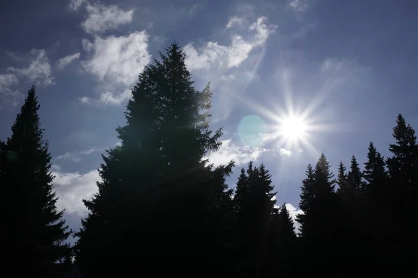 Day Time Shot Meadow Blue Sky Green Trees Royalty Free Stock Images