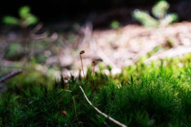 Ormanda sonbahar ağaçları, Slovakya