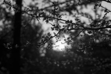 Slovakya 'nın gündüz çekim yeri