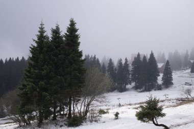 Ormanda sonbahar ağaçları, Slovakya