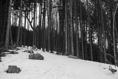 Kış ormanı gündüz görüntüsü 