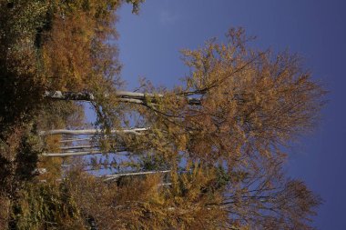 Ormanda sonbahar ağaçları, Slovakya