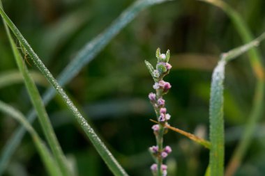 Yeşil bahçede bir çiçeğe yaklaş
