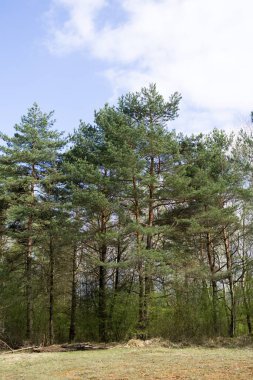 Ormanda sonbahar ağaçları, Slovakya