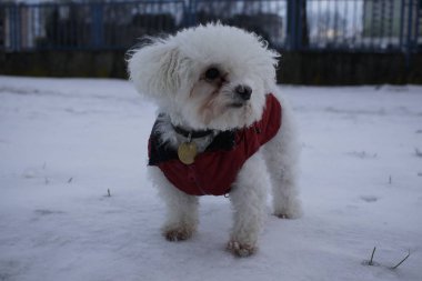  beyaz küçük köpek kışın