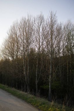 Ormanda sonbahar ağaçları, Slovakya