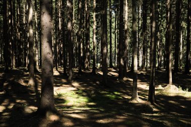 Ormanda sonbahar ağaçları, Slovakya