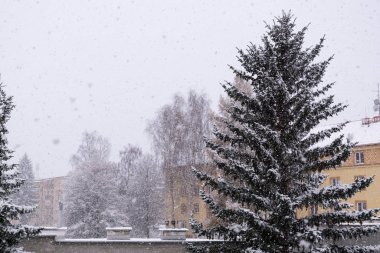 Şehirde karla kaplı ağaçlarla kaplı kış manzarası 