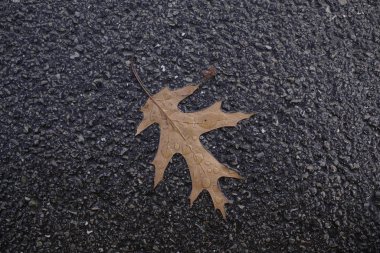 Asfalt yüzeyinde kuru akçaağaç yaprağı