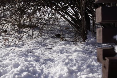 Karlı arka plandaki kuşlar, Slovakya 'da kapanıyor