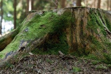 Ormandaki eski kütük.