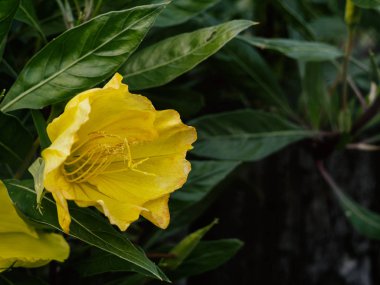 Arka planda sarı çiçek