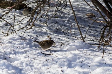 Kar arkaplanındaki kuş, Slovakya 'da kapat