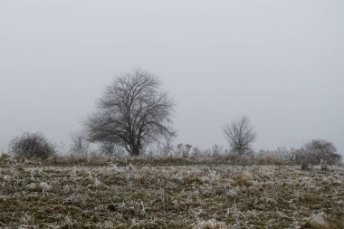 Ormanda sonbahar ağaçları, Slovakya