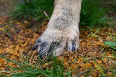 Köpeğin pençesi yeşil çimlere yakın.