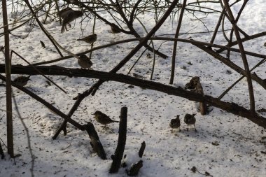 Kışın ormandaki kuşlar