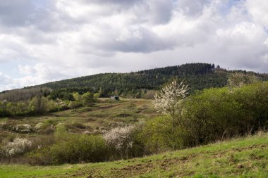 Çimenler çayırda. Gündüz çekimi