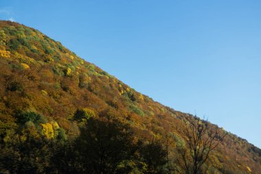 Çalılarla ve mavi gökyüzüyle kaplı tepenin manzarası